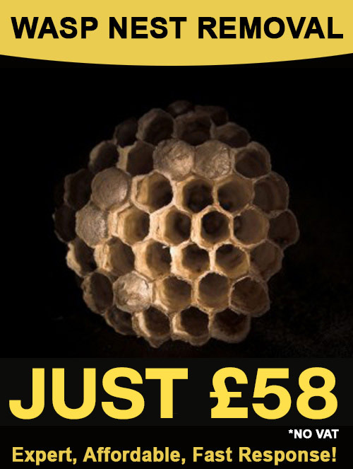 wasp nest removal price brighton sussex