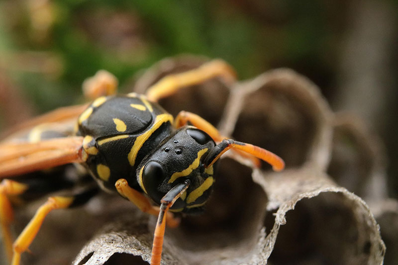 remove wasps brighton hove