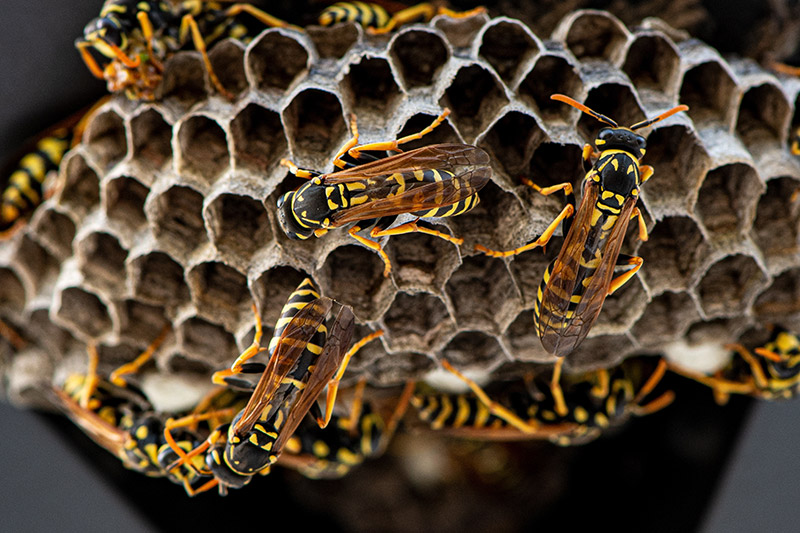 wasp nest removal company sussex