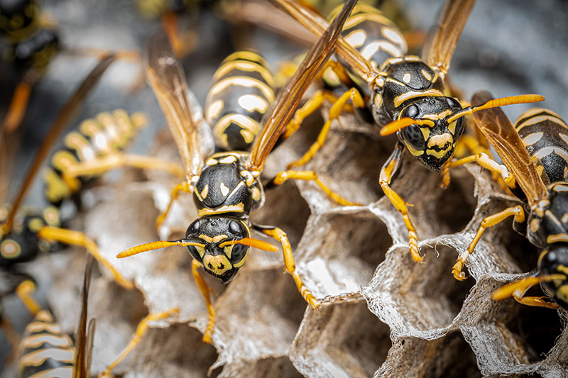 wasp nest removal lewes sussex