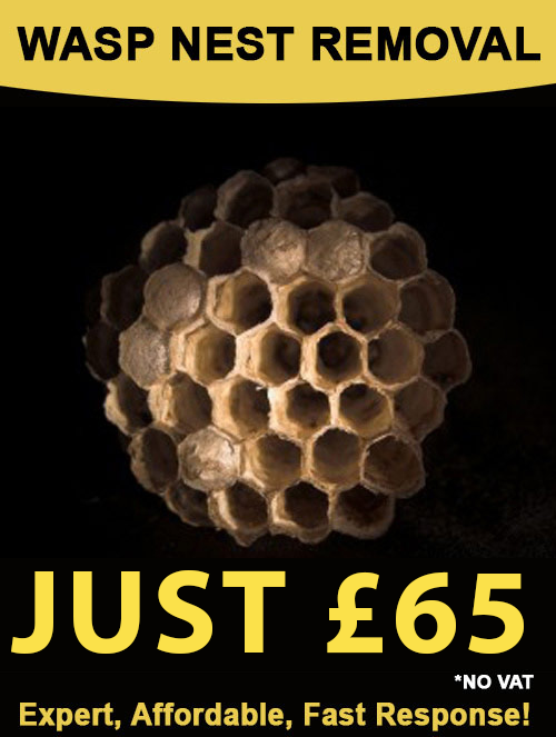 wasp nest removal lewes sussex